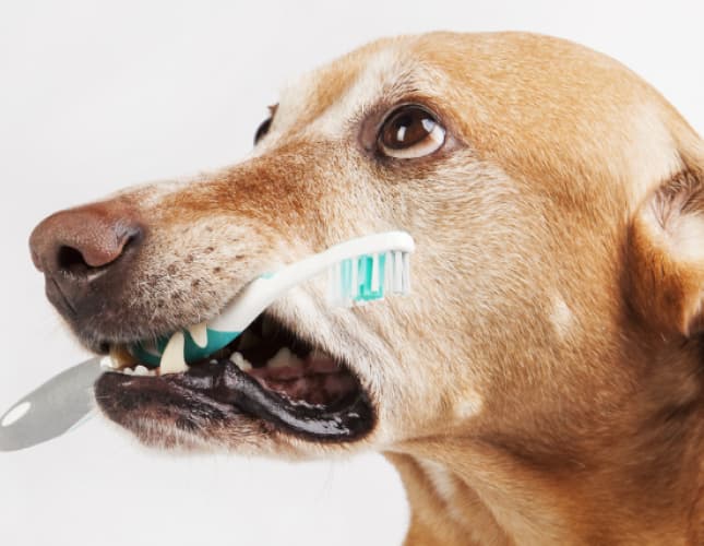 Post-Op Dental Care and Home Dental Care for Dogs