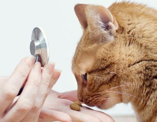 Why Skipping Cat Wellness Visits Can Be Risky: A Veterinarian's Point of View