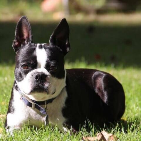 Mostly white hot sale boston terrier