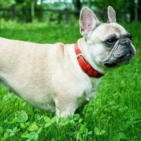 French bulldog outlet hip dysplasia treatment