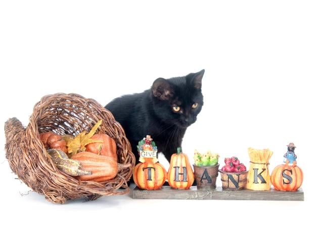 Happy Thanksgiving from Hudson Animal Hospital