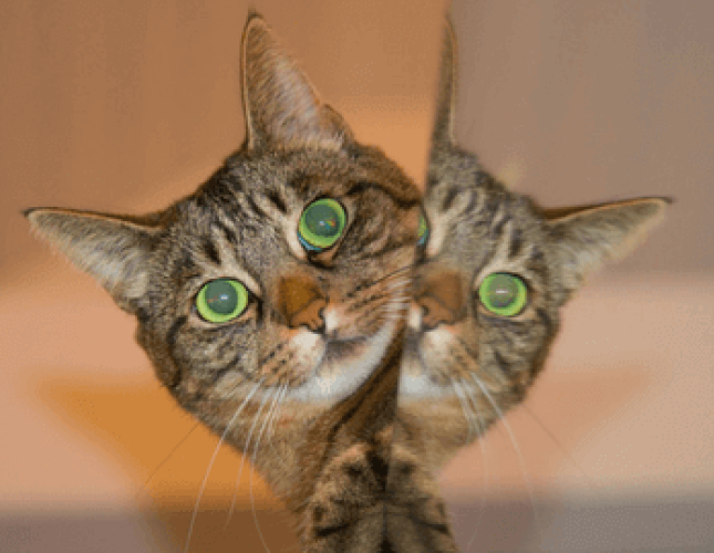 Common Health Problems in Senior Cats