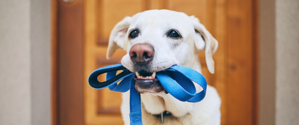 The Ultimate Guide to Dog Walking Gear