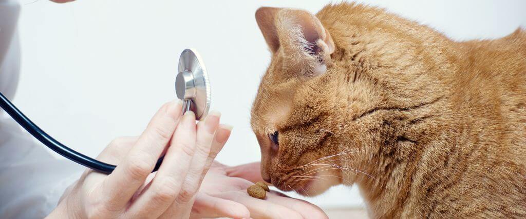 Why Skipping Cat Wellness Visits Can Be Risky: A Veterinarian's Point of View